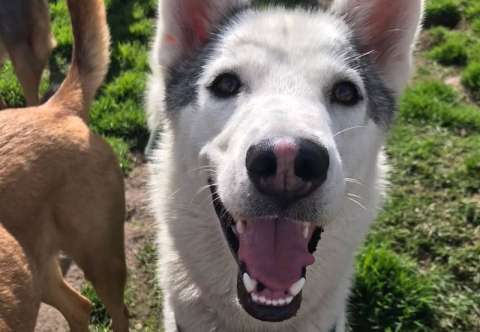 Alana, la husky que fue comprada por su apariencia y abandonada por “ser activa”