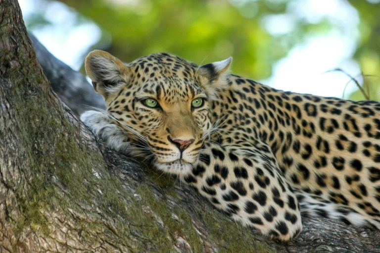 Después de una semana fugado, leopardo regresa a parque indio