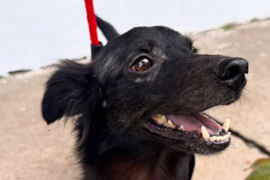 Caleño, el perro bajo la protección de la Fundación Kenoby que hoy necesita de la solidaridad
