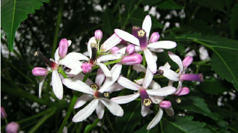 u copa amplia, su floración aromática y su porte elegante lo han convertido en protagonista de calles y plazas, y también puede ser un gran aliado para transformar su jardín si se tienen en cuenta algunos cuidados clave.