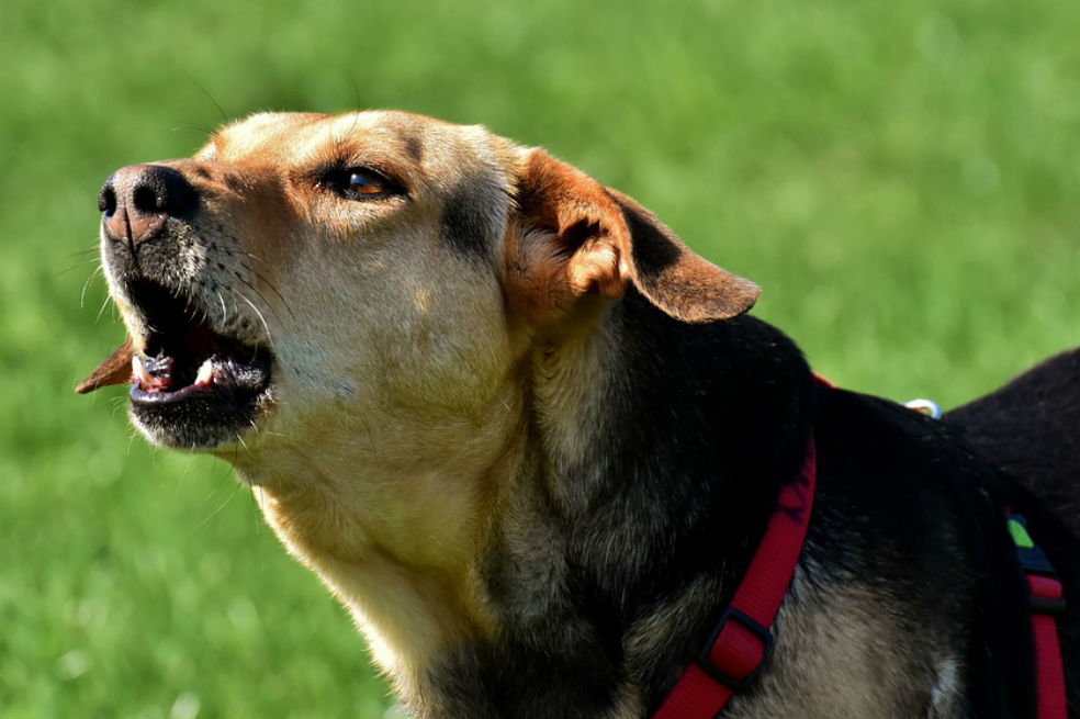 Los perros participaron en ochenta casos en los últimos meses. / Pixabay
