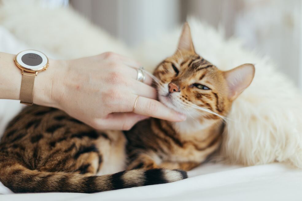Gato consentido