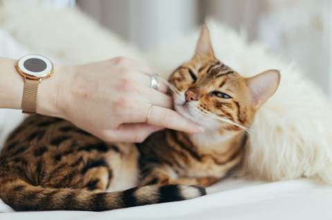 ¿Por qué mi gato ya no me ronronea? Esto significa