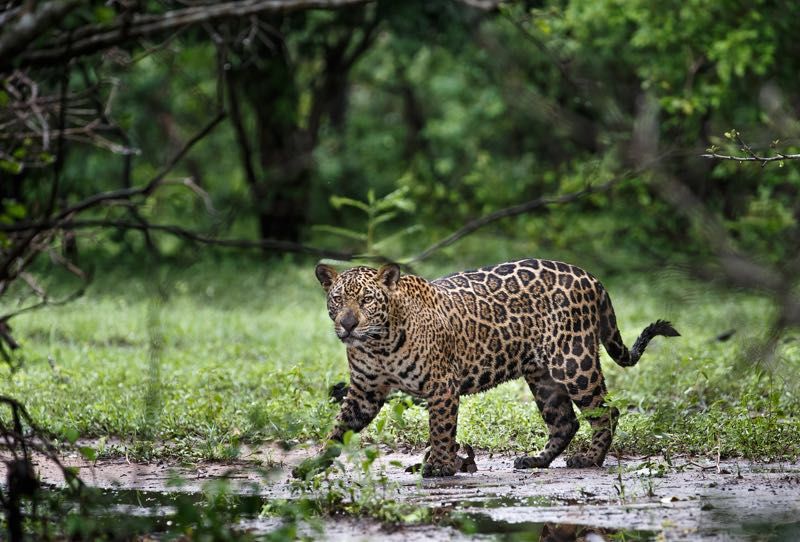El jaguar es una especie clave en la cadena alimentaria.