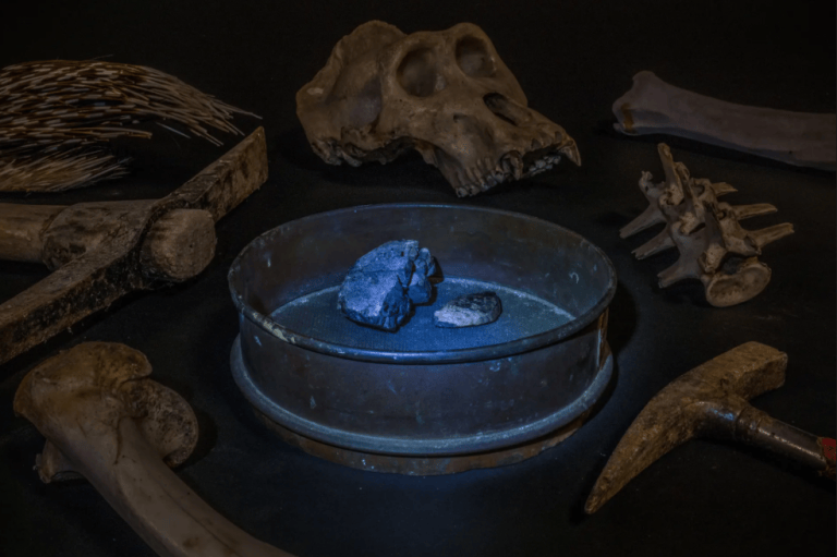 Se busca: Aquí Jaschinski lo rodea de herramientas de minería y restos de animales afectados por la industria, todos ellos incautados por las autoridades aduaneras: un cráneo de gorila, vértebras y huesos de patas, y púas de puercoespín.