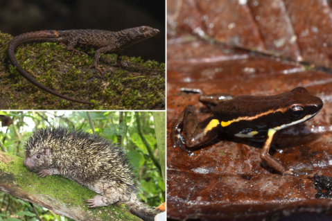Las nuevas especies de animales descubiertas en Colombia que conocimos esta semana