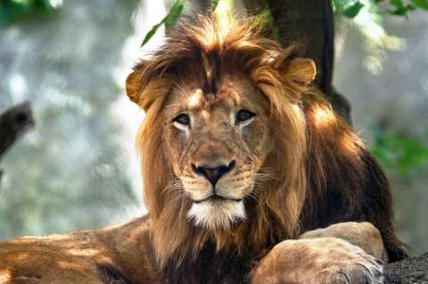 Leona mata al macho con el que tenía tres cachorros en zoológico de Indianápolis