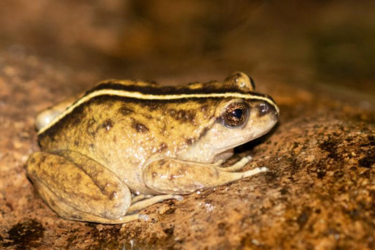 Redescubren una especie de rana en Chile que no se veía hace más de 130 años