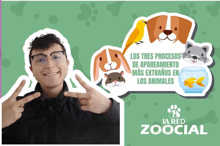 (VIDEO) Los tres procesos de apareamiento más extraños en animales, ¿los conocía?