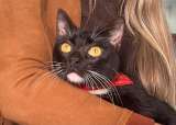 Andy, el gato que perdió su pata en un accidente y ahora busca un hogar
