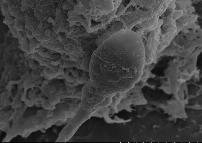 ¿Podremos tener hijos en el espacio? Los espermatozoides sufren la falta de gravedad