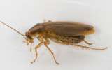 ¿Cómo llegó la cucaracha a nuestras cocinas? Científicos resuelven el misterio de su origen