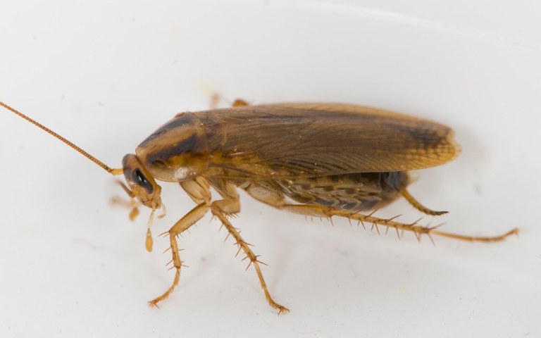 ¿Cómo llegó la cucaracha a nuestras cocinas? Científicos resuelven el misterio de su origen