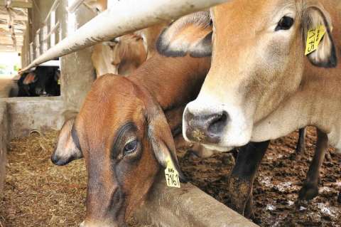 ¿Está por votarse en la Cámara de Representantes  la creación de "Agro Ingreso Seguro 2.0″?