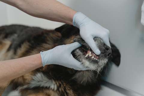 ¿Cómo lavar los dientes de su perro en casa? Siga estos consejos