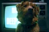 Good Boy, la nueva película de terror que protagoniza un perro: estreno y detalles