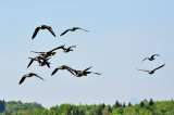 Pérdida de humedales en América es la mayor amenaza para aves migratorias: ONU