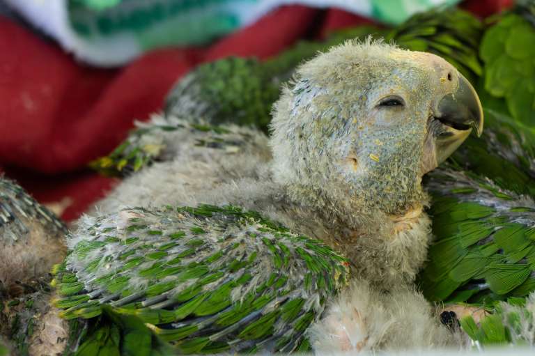 Loros decomisados