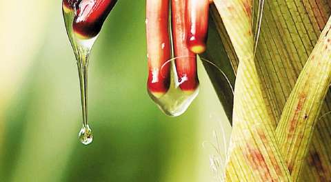 El primer maíz indígena que no necesita fertilizantes