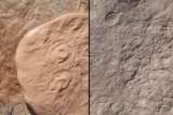 Investigadores identifican dos nuevas criaturas del origen de la vida animal