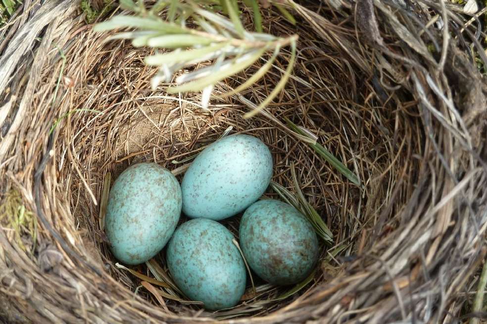 Los huevos de las aves van desde elípticas en colibríes, esféricas en búhos a ovoides puntiagudas en aves limícolas. Hasta ahora, no se sabía cómo y por qué han evolucionado hasta presentar diferentes diseños. / Pixabay.