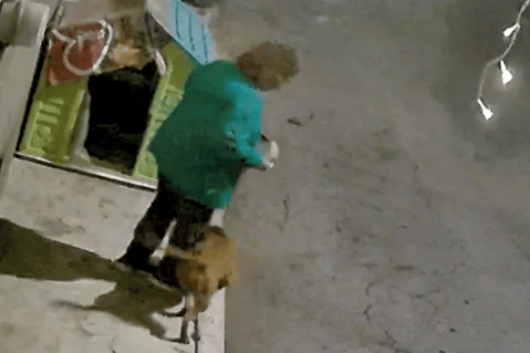 Denuncian que mujer golpeó a un perro callejero para provocar una pelea contra su pitbull
