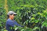 Federación de Cafeteros llama a aprovechar buenos precios para vender a futuro