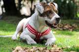¿Quiere adoptar un perro o gato? Nueva jornada de adopción en el Movistar Arena