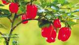 “Basket pepper”