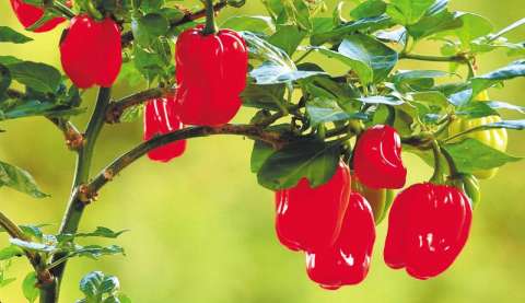 “Basket pepper”