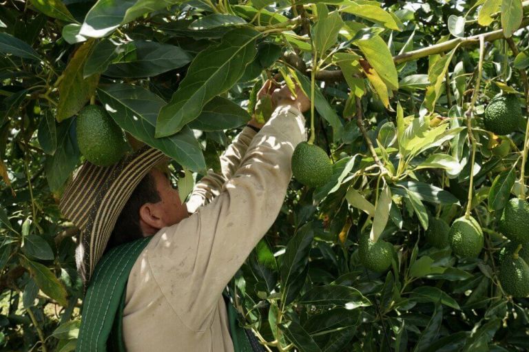 El potencial ecológico del fique, la guadua y el aguacate