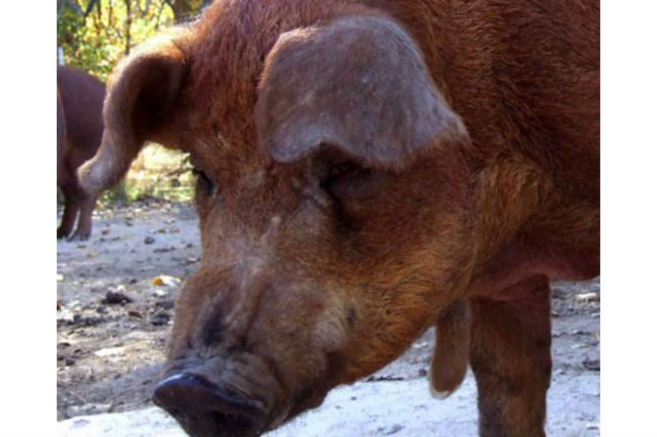 El cerdo de raza Red Wattle fue salvado de su extinción por un grupo de granjeros que lo redescubrió para su consumo / @livestockconservancy