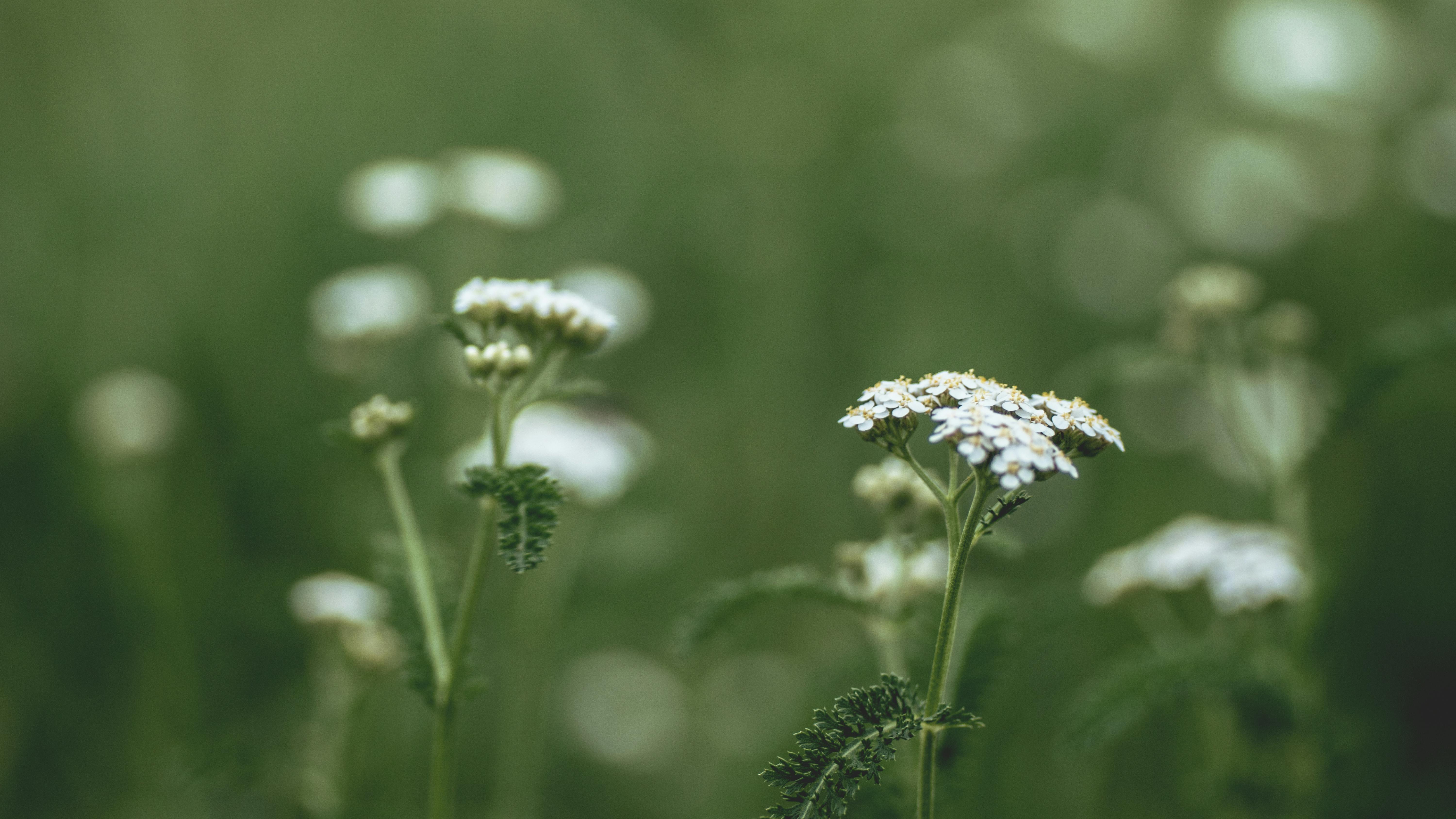 Milenrama, planta medicinal