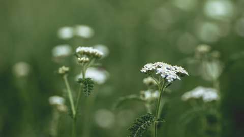 ¿Para qué sirve la milenrama? La planta que ha cautivado por sus muchos beneficios
