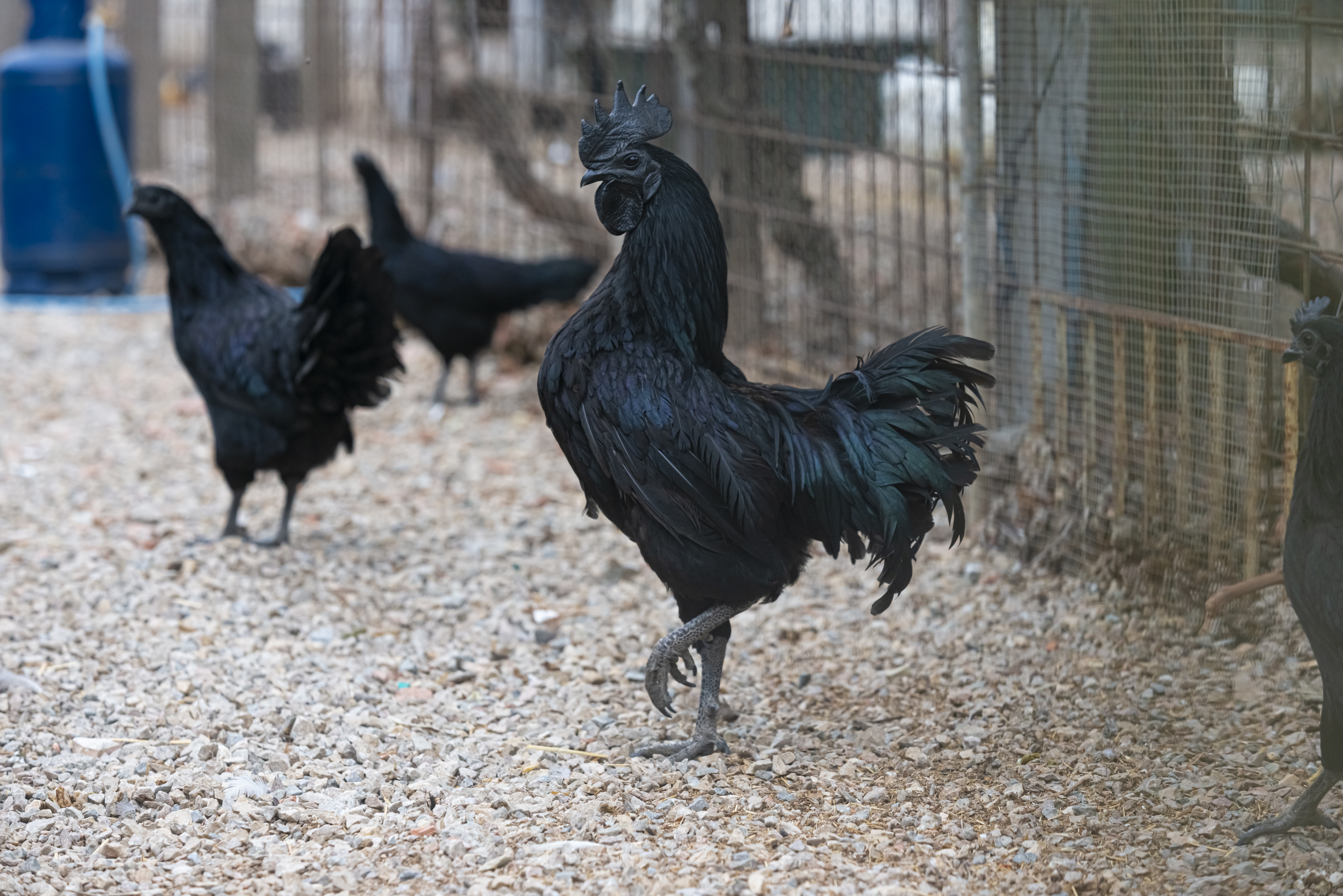 Esta ave nativa de Java, Indonesia, también es conocida como el pollo gótico.