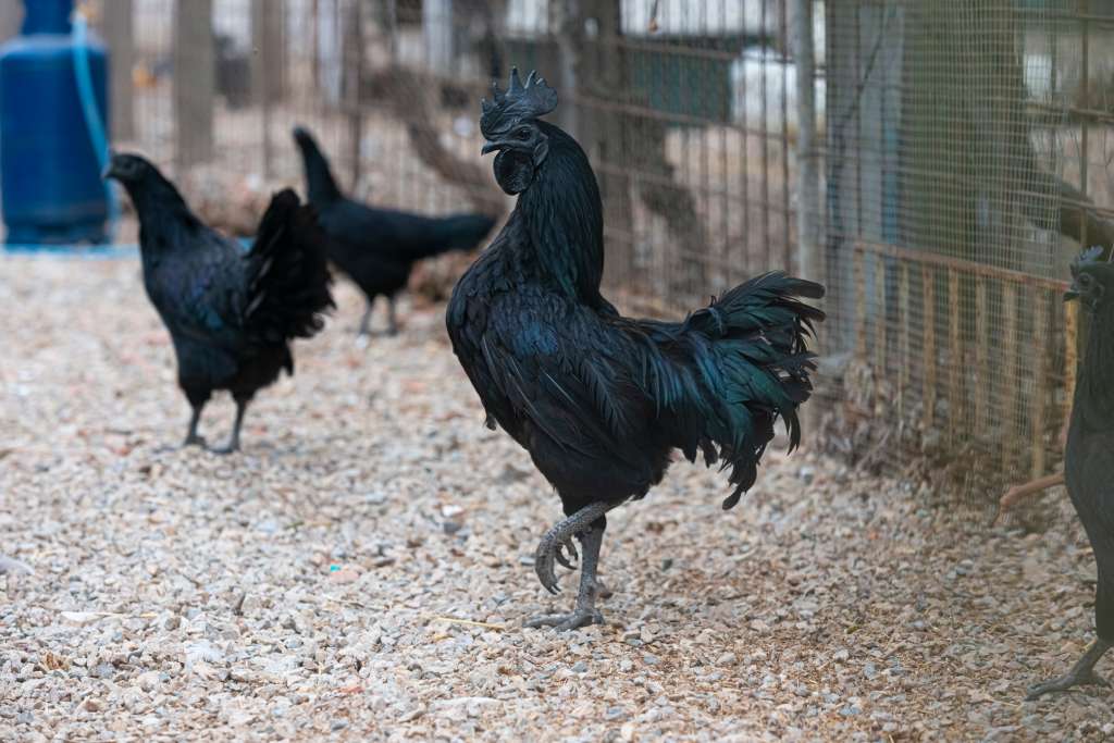 Esta ave nativa de Java, Indonesia, también es conocida como el pollo gótico.
