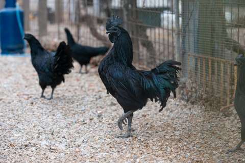 La razón por la que este pollo tiene sus plumas, huesos, tejidos y órganos negros