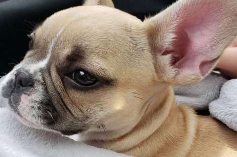 Distrito responde a polémica sobre perro que fue devuelto a su presunto maltratador