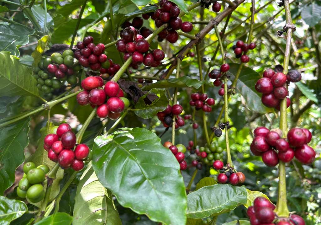 MEX1723. TAPACHULA (MÉXICO), 12/03/2024.- Fotografía de una planta de Café tomada este martes, en la ciudad de Tapachula en Chiapas (México). Agricultores y autoridades de la frontera de México con Guatemala advierten de una caída del 80 % en los últimos dos años de jornaleros mexicanos y centroamericanos en los cultivos de café y caña porque prefieren migrar a Estados Unidos en medio de la violencia y la sequía que afecta a la región. EFE/Juan Manuel Blanco