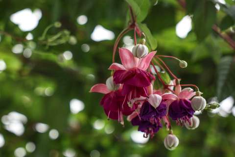 Pendientes de la reina o fucsia: la planta ornamental que también se puede comer