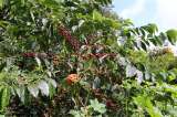 La producción de café cayó el 29 % en marzo: estas son las razones