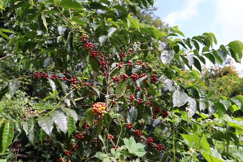 La producción de café cayó el 29 % en marzo: estas son las razones