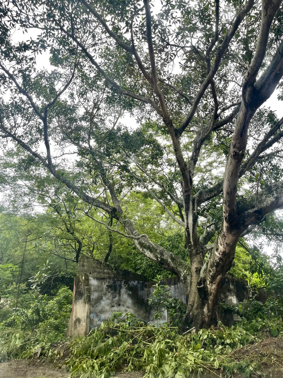 Un árbol frondoso creció en medio de lo que antes pudo haber sido una habitación, una sala, la cocina y que arrasó el lodo en Armero.