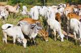 Fedegán: 31 mil animales han muerto por culpa de la sequía