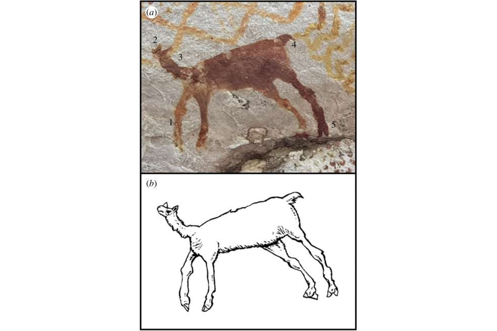 Pintura de 'Camelidae' en La Lindosa. Se identifican patas delanteras más pequeñas que las traseras, cabeza pequeña, cuello largo y delgado, dos dedos en los pies y "cola de 'camélido'". Reconstrucción artística de Mike Keesey.