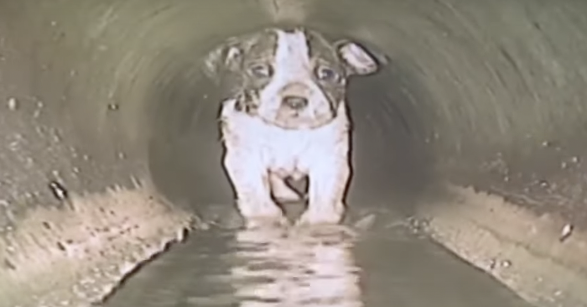 Actualmente, la perrita está en buen estado de salud.