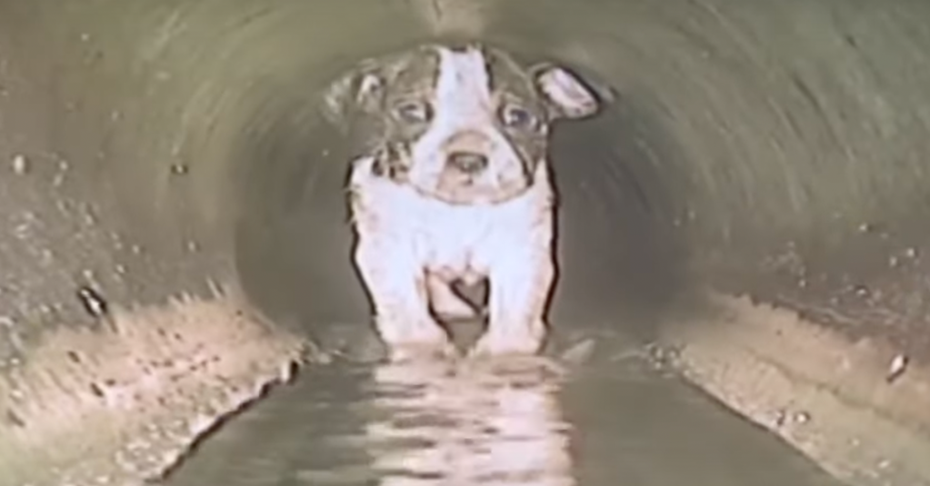 Actualmente, la perrita está en buen estado de salud.