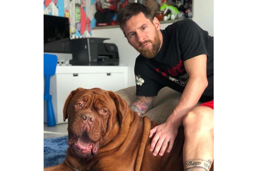 Hulk, el perro de Messi, puede pesar hasta 65 kilogramos y tiene una esperanza de vida de 8 a 10 años.