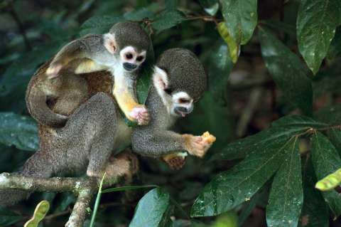Biodiversidad: ¿para qué?