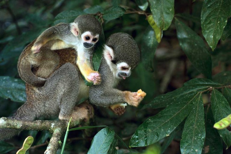 Opinión|Algunos riesgos de los negocios relacionados con la pérdida de biodiversidad